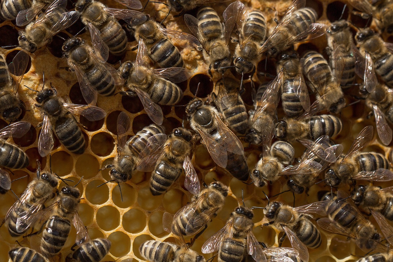 L'Ape Regina honey